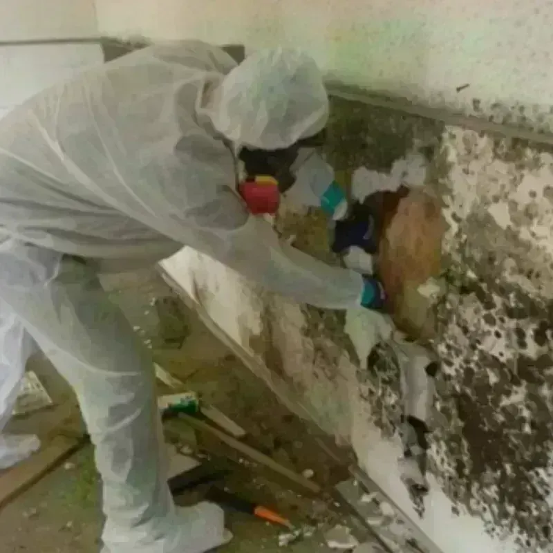 Mold Remediation and Removal in Florence County, WI